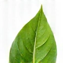 Foglia verde stilizzata che simboleggia la naturalità